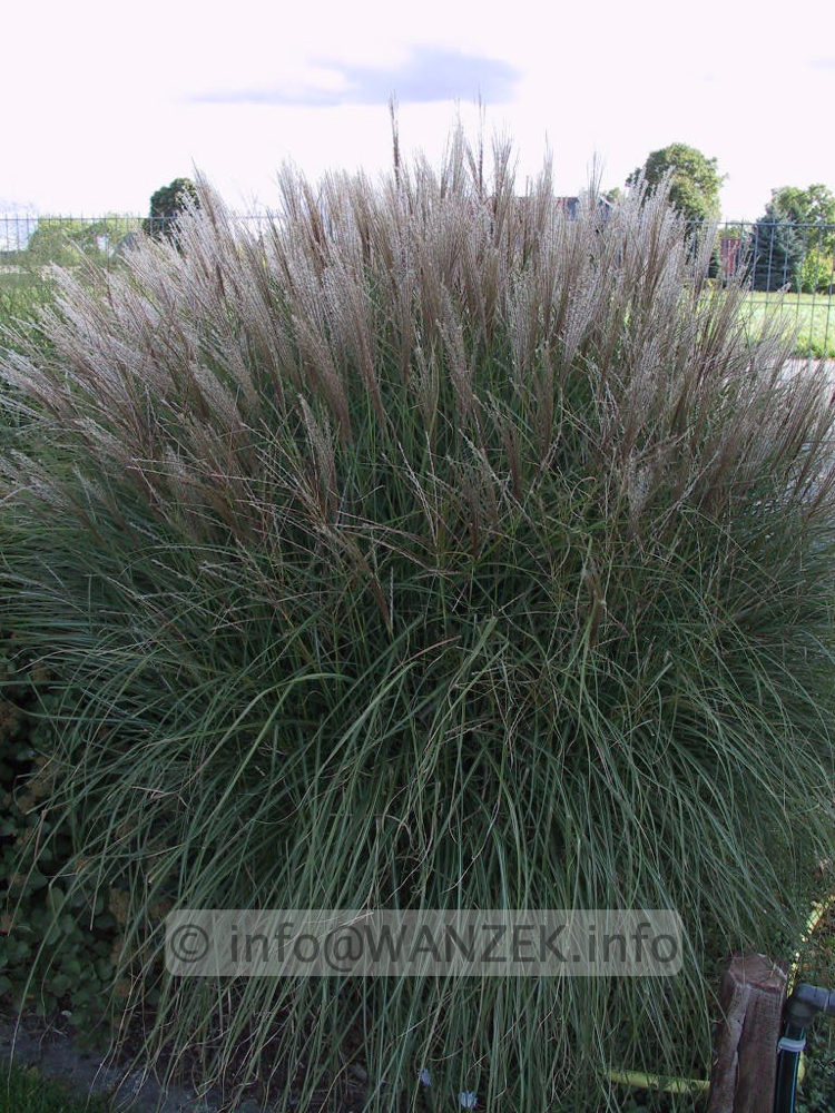 Miscanthus sinensis Kleine Silberspinne 05.jpg